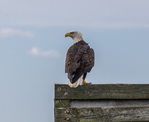 A bald eagle (Haliaeetus leucocephalus) hunting for fish at the Rodman Dam near Palatka, Florida