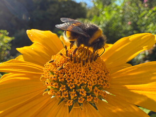 A bumblebee on a yellow heliopsis flower. © OLENA LIALINA
