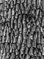 tree bark in black and white