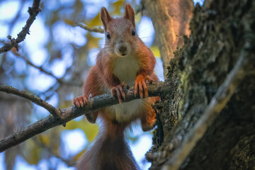 Close-up of a cute, red, fluffy squirrel clinging to a branch and looking directly into the camera lens in a park on a sunny autumn day.