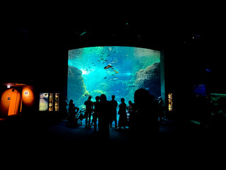 Silhouette of people looking at a wide aquarium in Japan.