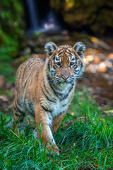Tiger cub in the wild. Baby animal in green grass on waterfall background