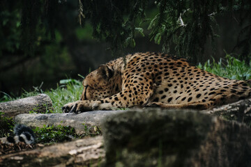 A cheetah resting on the ground under trees at Belgrade Zoo, its spotted fur blending with the forest shadows