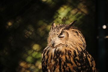 An owl perched on a branch with detailed feathers at Belgrade Zoo