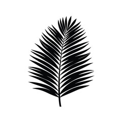 Palm Leaf Silhouette Isolated on White Vector Illustration