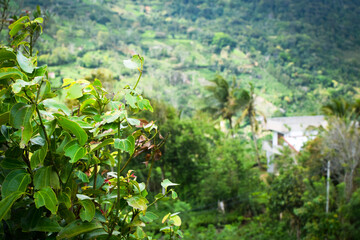 Beautiful Cinnamon Tree with Fresh Green Leaves Growing in Tropical Garden Environment. Cinnamomum verum Cinnamon Tree with Glossy Green Foliage in Natural Outdoor Background. Closeup of Cinnamon Tree