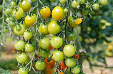 culture de tomate sous serre