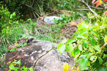 Beautiful Cinnamon Tree with Fresh Green Leaves Growing in Tropical Garden Environment. Cinnamomum verum Cinnamon Tree with Glossy Green Foliage in Natural Outdoor Background. Closeup of Cinnamon Tree