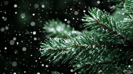 Close-up of a pine tree branch covered in snowflakes, creating close up view
