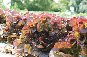 gros plan sur des salades en culture au sol