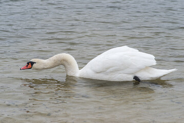 Naklejka premium cygne à la Base de Loisirs de Verneuil sur Seine en France
