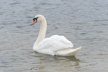 cygne à la Base de Loisirs de Verneuil sur Seine en France