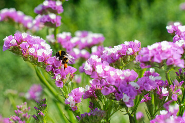 gros plan sur des fleurs avec un bourdon chargé de pollen