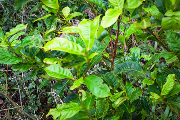 Fresh Green Tea Leaf Closeup in Eco Herbal Plantation. Natural Organic Tea Trees with Sunlight for Healthy Relaxing Drink. Macro Photography of Fresh Green Tea Leaves in Herbal Plantation. Tea Leaves