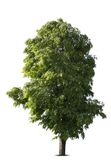 Fototapeta premium Tree with bright green leaves isolated on white