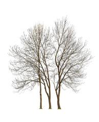 Trees with bare branches isolated on white
