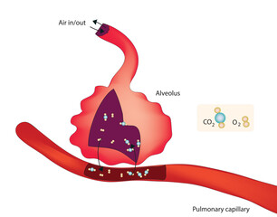 Gaseous exchange in alveoli