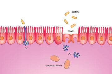 Epithelial cells recognition of commensal bacteria and pathogenic bacteria