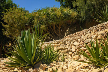 Succulent plants, agave, and exotic trees growing among stone terraces in a Mediterranean garden.