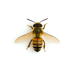 Aerial view of a bee in flight against a white background