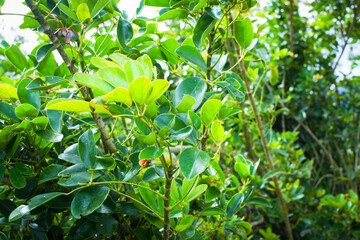 Fresh Green Tea Leaf Closeup in Eco Herbal Plantation. Natural Organic Tea Trees with Sunlight for Healthy Relaxing Drink. Macro Photography of Fresh Green Tea Leaves in Herbal Plantation. Tea Leaves