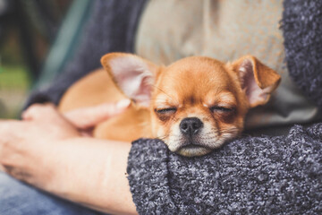 Sleeping chihuahua puppy with light red brown fur peacefully resting in woman s arms outdoors, symbol of warmth, trust and pet care, concept of love and friendship with animals