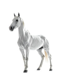 Obraz premium A majestic, grey horse stands against a black background, showcasing its muscular build and flowing mane and tail