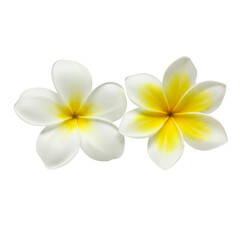 Naklejka premium Delicate frangipani blossoms, evoking tropical warmth and serene beauty for spa and wellness designs isolated on transparent background.