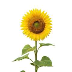 Fototapeta premium Single vibrant sunflower with yellow ray florets, dark center, green stem on seamless transparent studio background, ample copy space. Concept of pristine natural beauty
