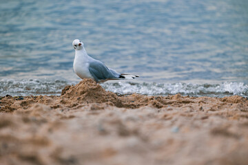 seagulls on the beach