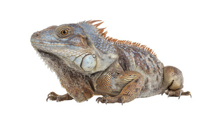 Obraz premium Realistic iguana lizard close-up side view