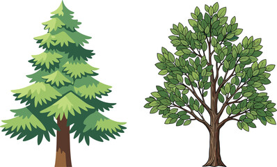 Coniferous and deciduous trees side by side, botanical foliage comparison for forest, nature, ecology, educational, and environmental vector illustration