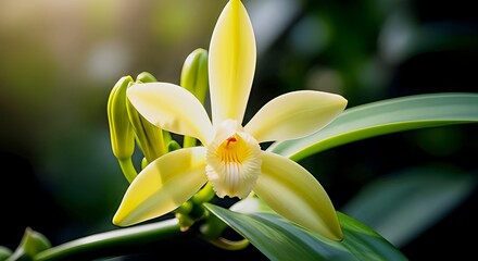 Obraz premium Elegant vanilla flower blossom radiating natural beauty