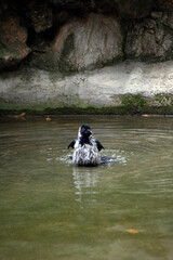 Young hooded crow having fun bathing in shallow water
