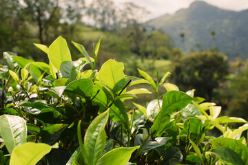 Tea leaves in closeup photo. Fresh Green tea tree leaves in eco herbal farm. Tree tea plantations in morning sunlight. Drinking organic tea relax heath plant. Green tea trees with two leaves and a bud
