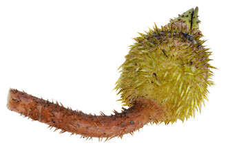 Fototapeta premium Euryale ferox, the fruit of water lily, the head of a chicken.