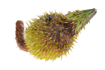 Euryale ferox, the fruit of water lily, the head of a chicken.