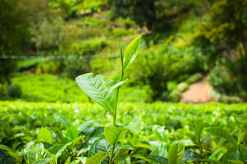 Tea leaves in closeup photo. Fresh Green tea tree leaves in eco herbal farm. Tree tea plantations...