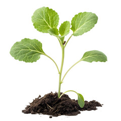 Young cabbage plant growing in soil isolated on transparent background