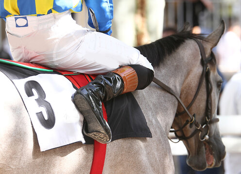 Caballo de carreras con dorsal tres paseando por el paddock del hip&oacute;dromo con su jockey encima antes de una carrera