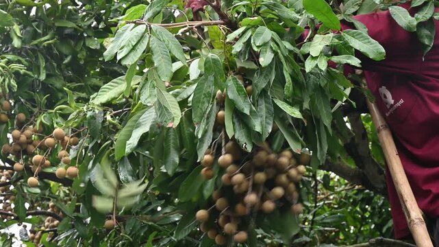 Farmer while picking Longan fruits by hands. Longan is a tropical fruit native to Southeast Asia that's a member of the soapberry family.