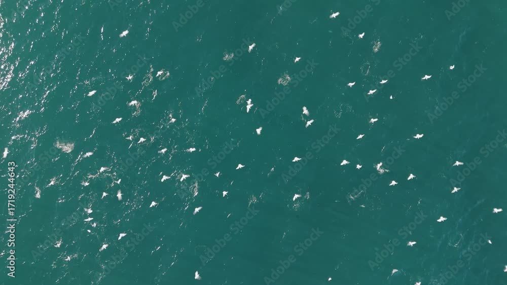 Poster aerial top-down view of a large flock of seagulls flying above the sparkling ocean surface on a brig