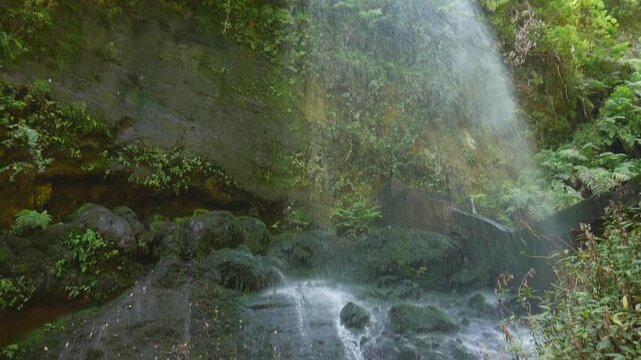 Los Tilos waterfall in La Palma, Canary Islands, dropping onto mossy rocks in a lush green forest