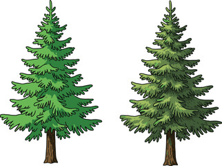 Stylized and realistic evergreen trees side by side, conical pine foliage comparison for nature, forest, botanical, and educational illustration