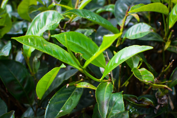 Tea leaves in closeup photo. Fresh Green tea tree leaves in eco herbal farm. Tree tea plantations in morning sunlight. Drinking organic tea relax heath plant. Green tea trees with two leaves and a bud