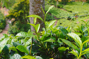 Tea leaves in closeup photo. Fresh Green tea tree leaves in eco herbal farm. Tree tea plantations in morning sunlight. Drinking organic tea relax heath plant. Green tea trees with two leaves and a bud