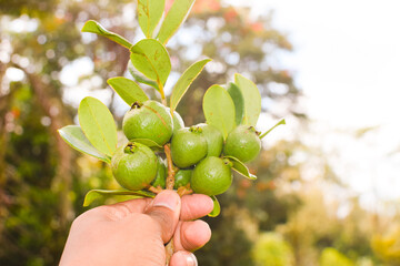Fresh Small Guava Fruit Held in Hand. Organic Tropical Fruit Photography. Hand Holding Tiny Green Guava – Natural Tropical Fruit Closeup. Small Raw Guava Picked from Tree in Hand – Fresh Organic