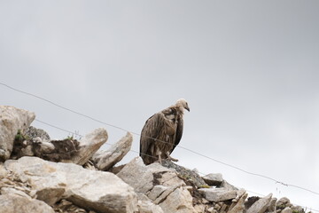 vulture on the rock