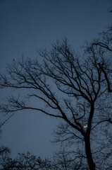 Vertical tree with moon between branches