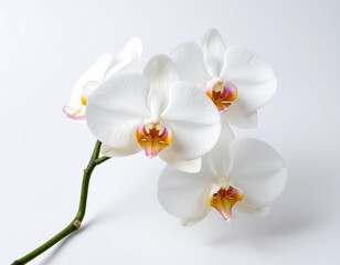 Elegant branch of pristine white orchids with delicate pink and yellow-orange centers, blooming beautifully against a clean, bright white background, symbolizing purity and grace